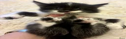 Turkish Angora cats for sale: Turkish angora kitten  - Advert 6