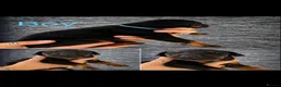 Dobermann dogs for sale: Doberman puppies - Advert 6