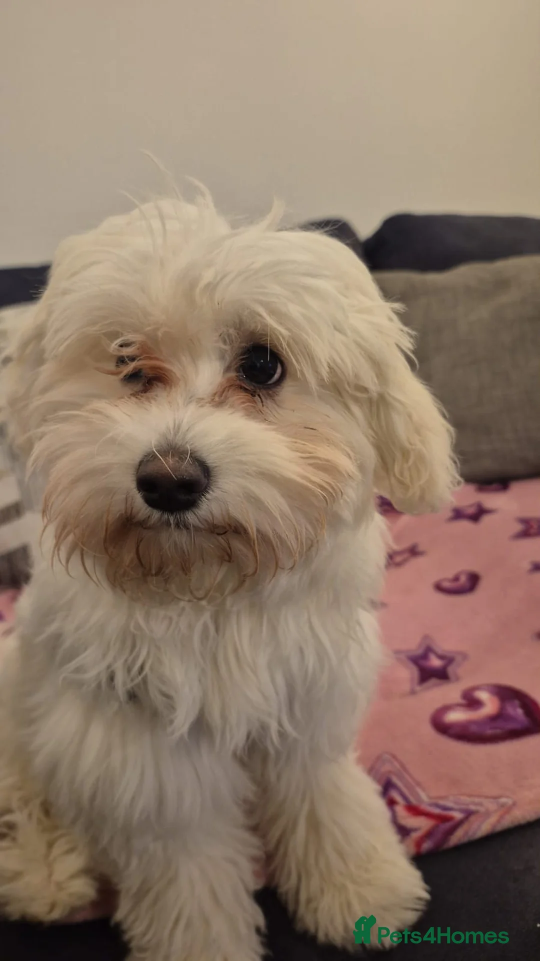Maltipoo dogs for sale: Honey - 6 month old Maltipoo - Advert 2