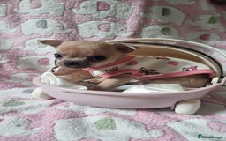 Chihuahua dogs for sale: Beautiful Tiny Chihuahua puppies - Image 6