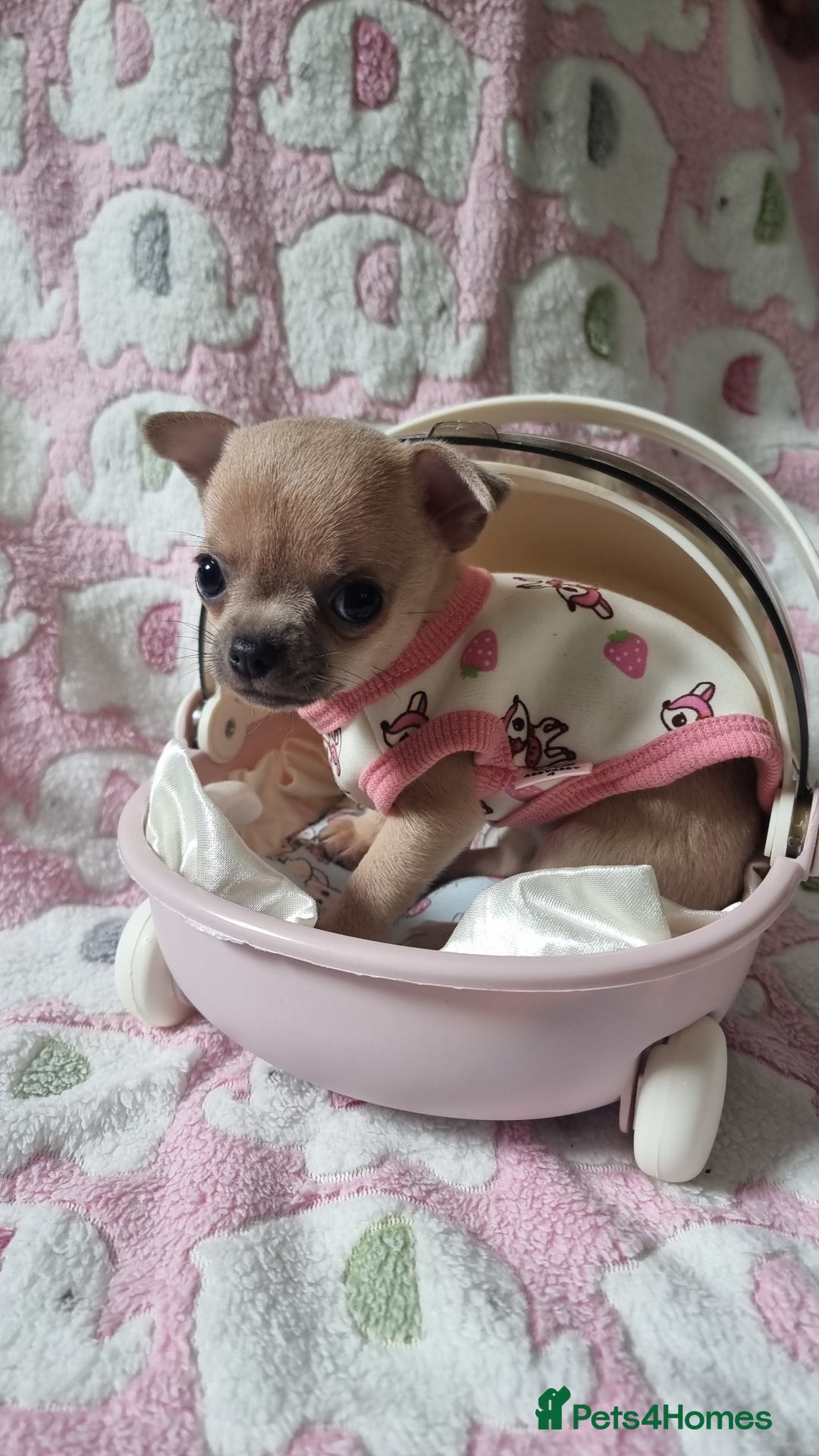 Chihuahua dogs for sale: Beautiful Tiny Chihuahua puppies - Image 6