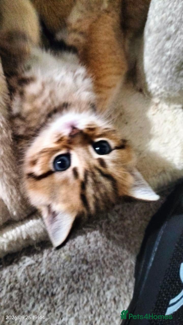 Mixed Breed cats for sale: Beautiful British Shorthair x Bengal Cross Kittens - Advert 4