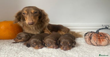 Miniature Dachshund dogs - Advert 1