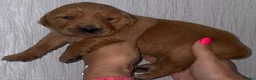 Golden Retriever dogs for sale: Gorgeous red golden retrievers  - Advert 5