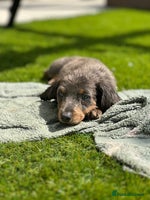 Miniature Dachshund dogs - Advert 1