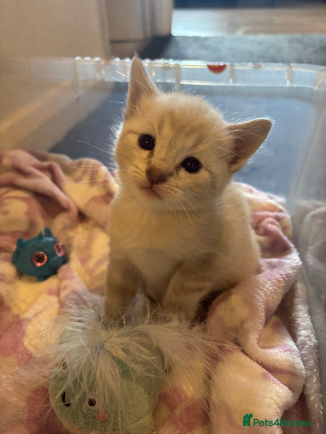 Bengal cats for sale: ‼️Ready to leave in 3 weeks‼️ - Image 1