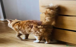 Maine Coon cats for sale: Big  Maine coon male cats - Image 15