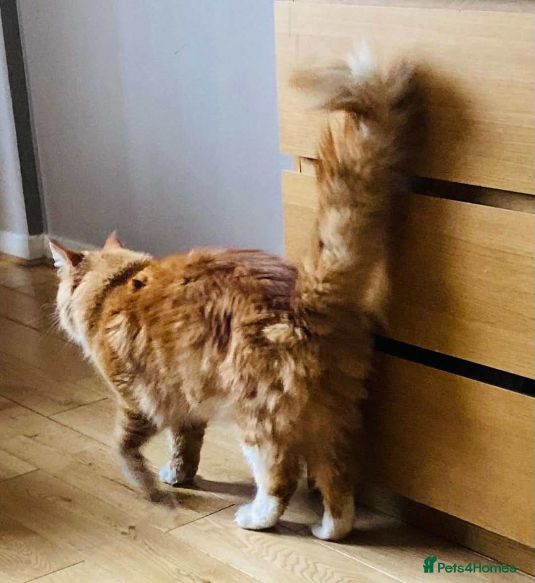Maine Coon cats for sale: Big  Maine coon male cats - Image 15
