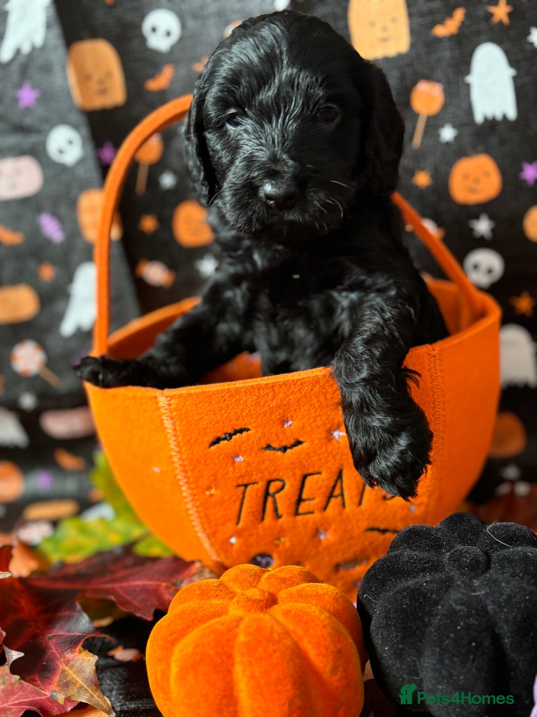 Cockapoo dogs for sale: ❤️AMAZING F1B COCKAPOOS ❤️ - Image 10