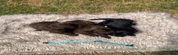 Cockapoo dogs for sale: STUNNING F1 COCKAPOO PUPS 1 GIRL 2 BOYS REMAINING - Advert 14
