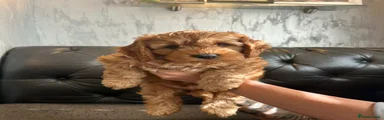  Cockapoo Puppy 4