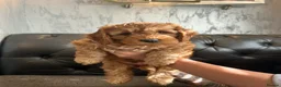 Cockapoo dogs for sale: Beautiful Fox Red F2 Cockapoo Puppies - Advert 14