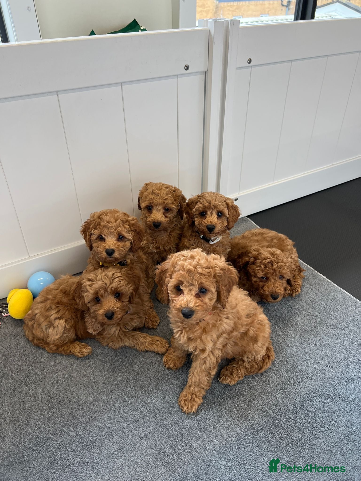 Cockapoo dogs F2 Cockerpoos Ready for their new homes. - Advert 1