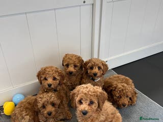 Cockapoo dogs F2 Cockerpoos Ready for their new homes. - Advert 2