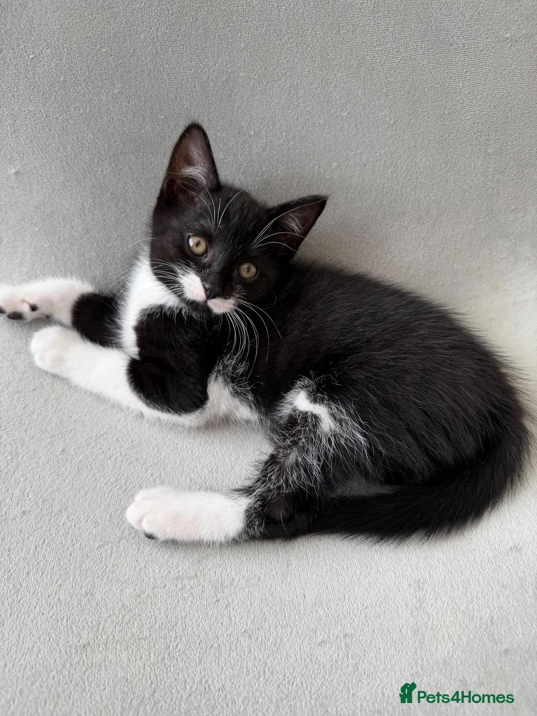 Mixed Breed cats for sale: Beautiful kitten looking for his forever home  - Advert 7