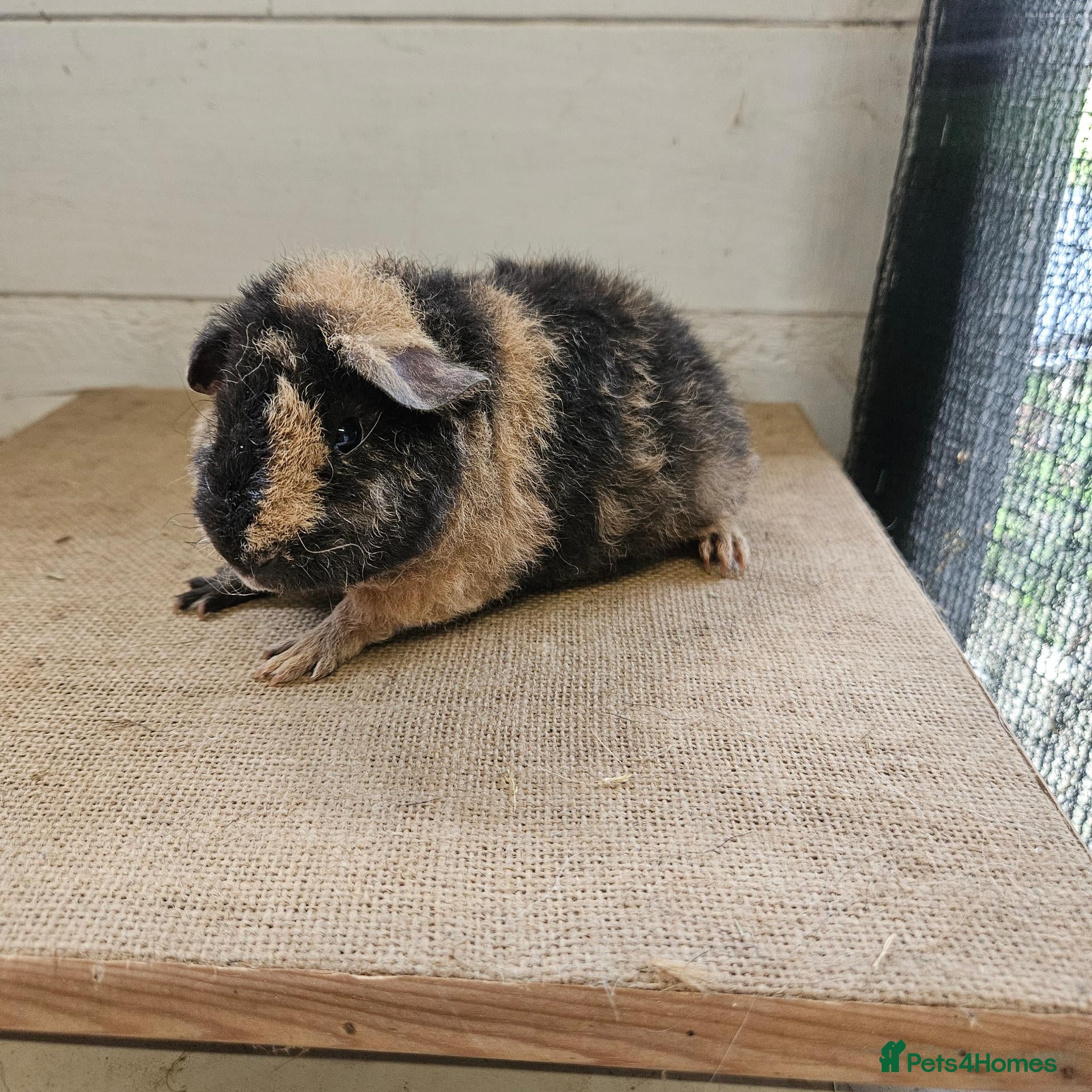 Guinea Pig rodents Teddy boars & sows  - Advert 8