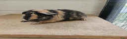 Guinea Pig rodents for sale: Teddy boars & sows  - Advert 2