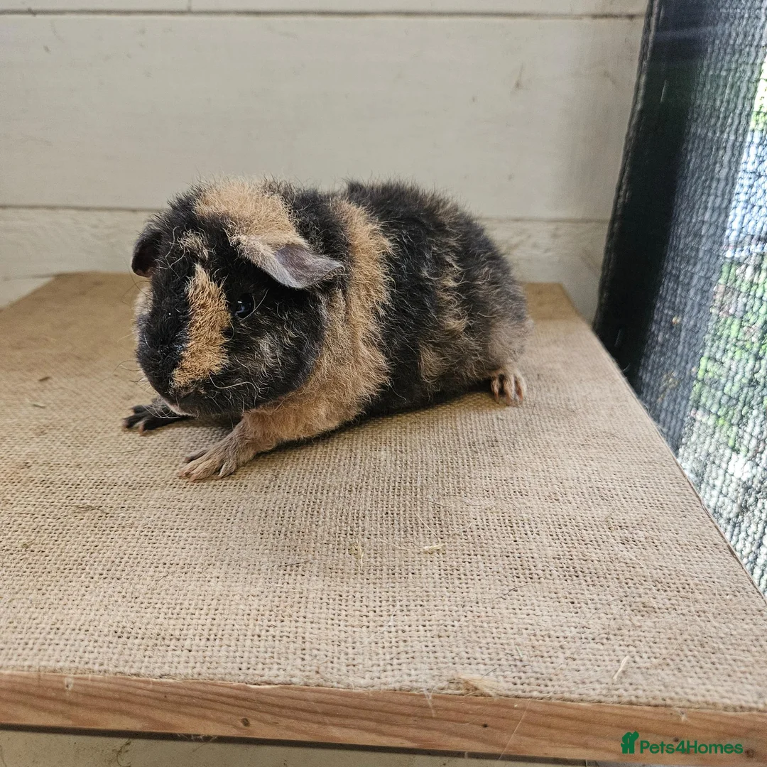 Guinea Pig rodents for sale: Teddy boars & sows  - Advert 2