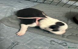 Border Collie dogs for sale: Border collie pups - Image 24