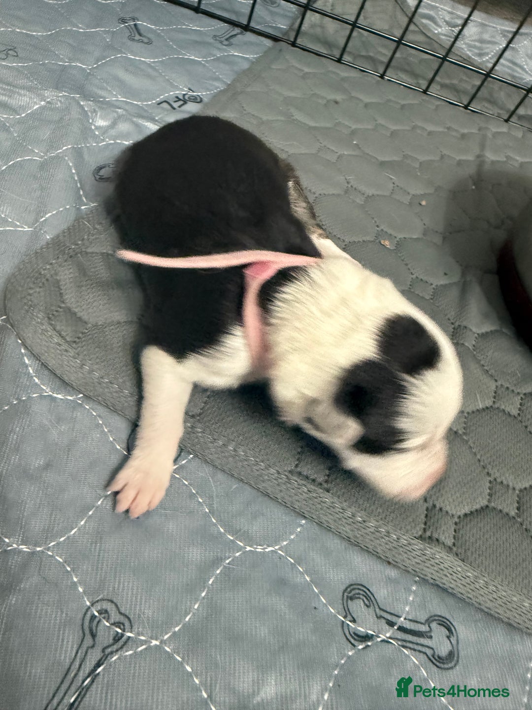 Border Collie dogs for sale: Border collie pups - Image 24