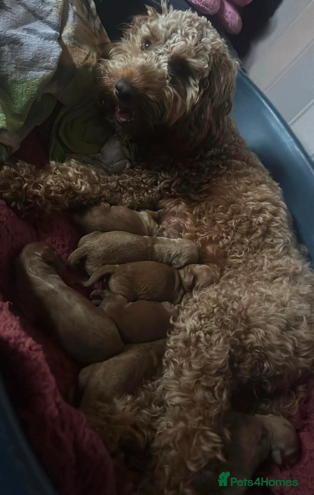 Cockapoo dogs for sale: Cockapoo puppies - Advert 18