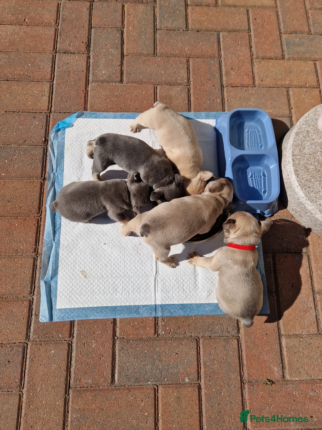 French Bulldog dogs for sale: Rosie litter  - Image 31