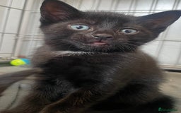 Domestic Shorthair cats for sale: Beautiful kittens - Image 4