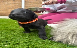 Labradoodle dogs for sale: Labradoodles  - Image 4