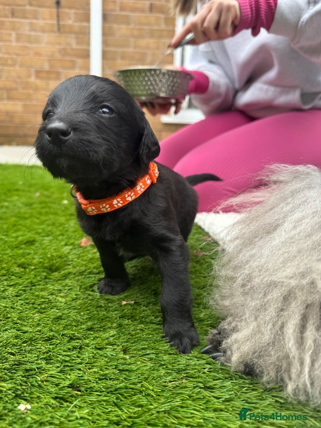 Labradoodle dogs for sale: Labradoodles  - Image 4