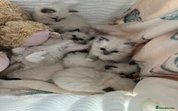 Ragdoll cats for sale: Seal Mitted Ragdoll babies, 4 girls 1 boy - Image 1