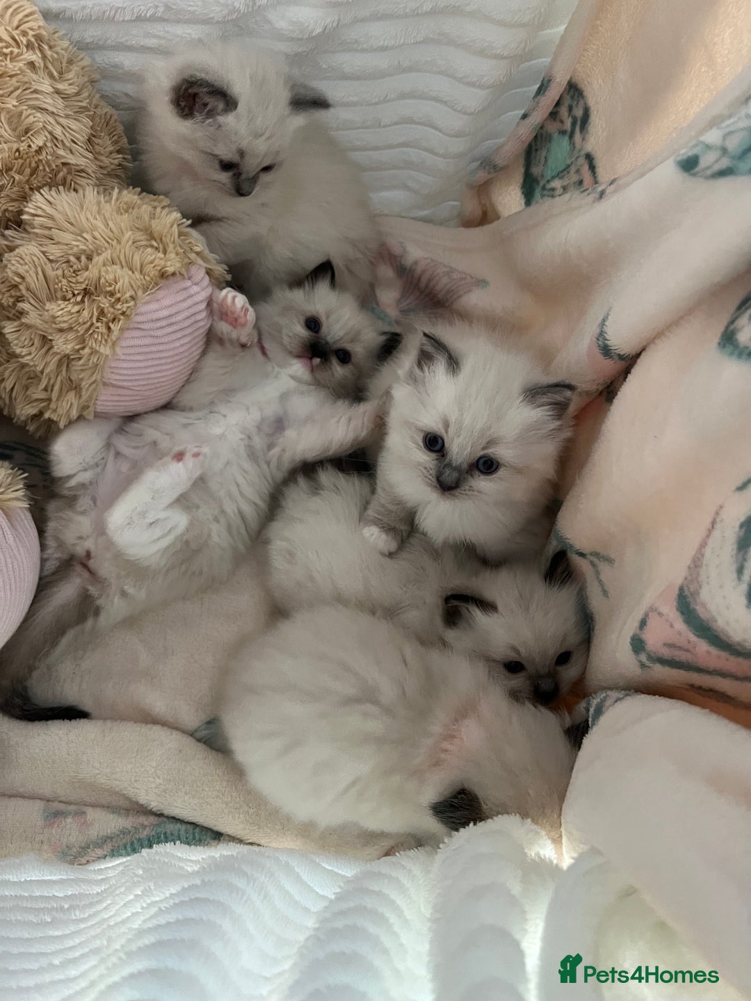 Ragdoll cats for sale: Seal Mitted Ragdoll babies, 4 girls 1 boy - Image 1