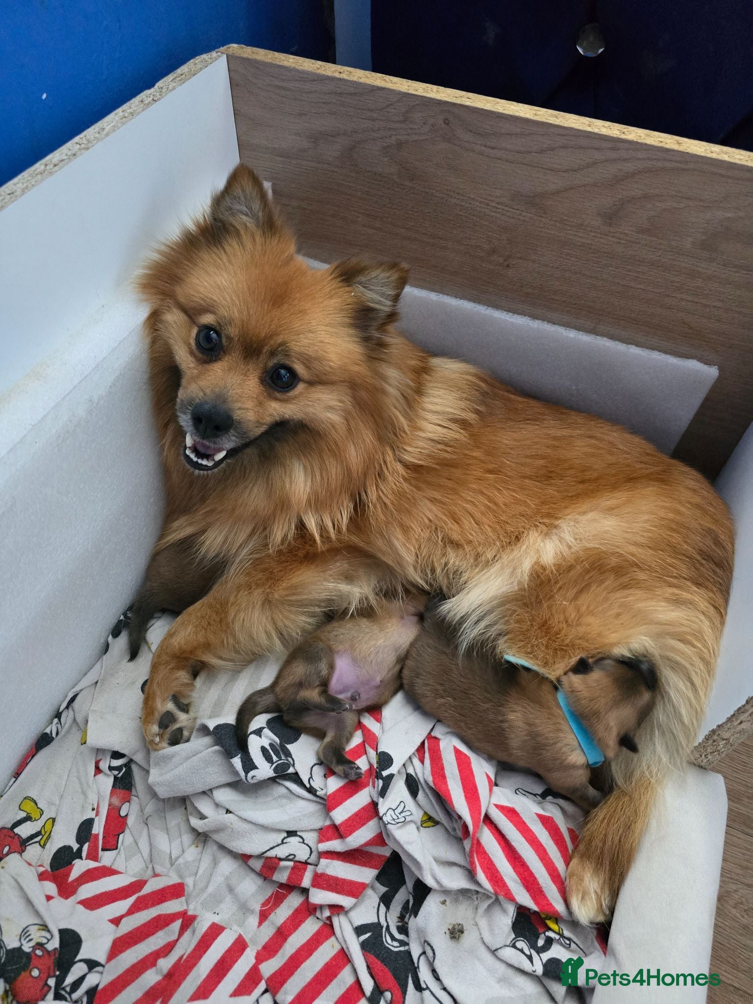 Pomeranian dogs Pomeranian puppies  - Advert 14