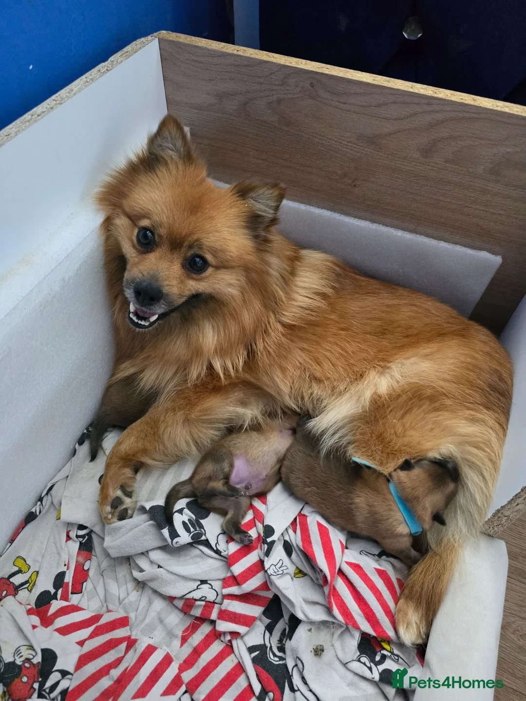 Pomeranian dogs for sale: Pomeranian puppies  - Advert 1