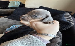 Dachshund dogs for sale: STUNNING dashaunds!!  - Advert 8