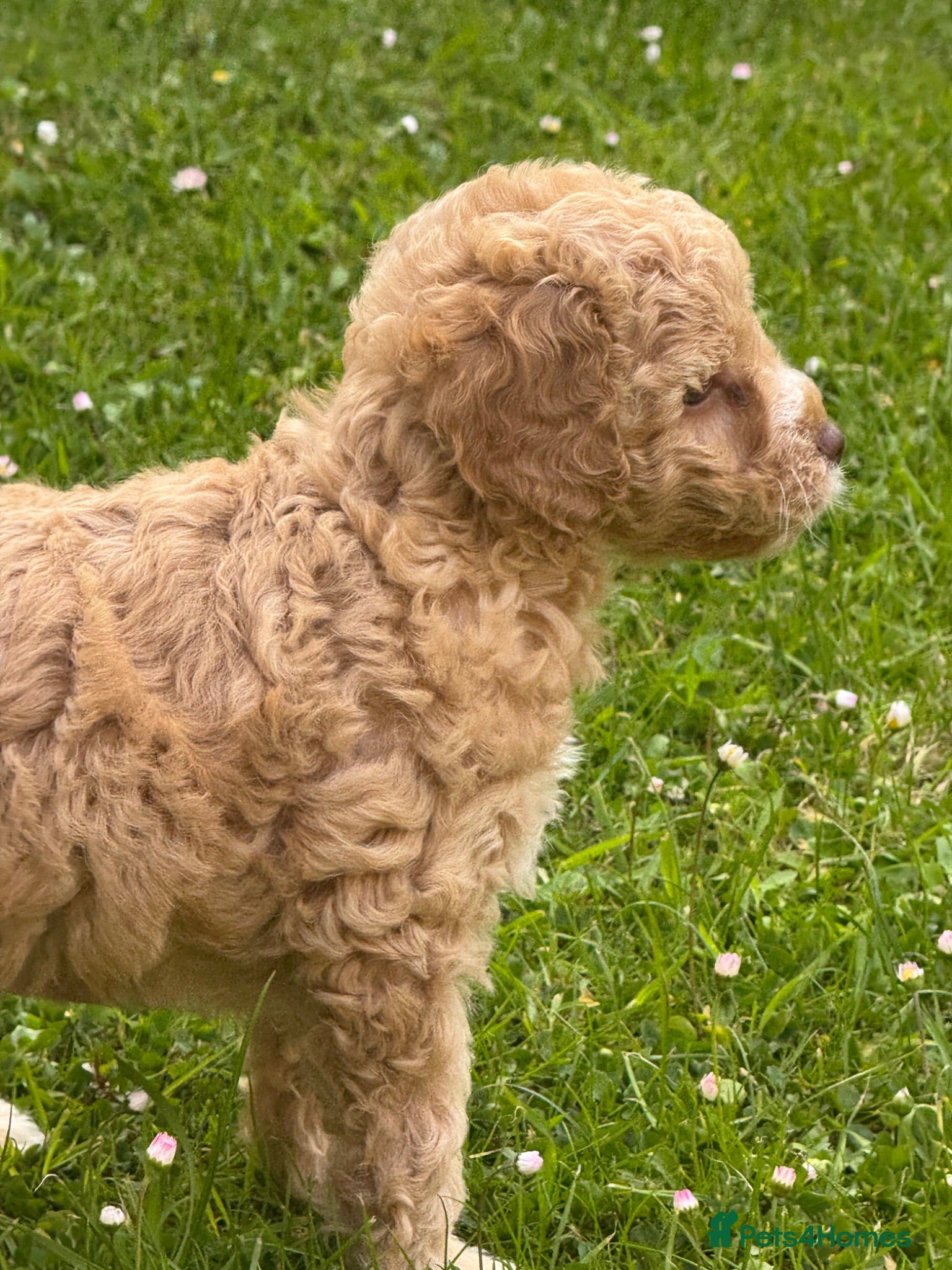 Cockapoo dogs Beautiful F2b Cockapoo puppies - Advert 1