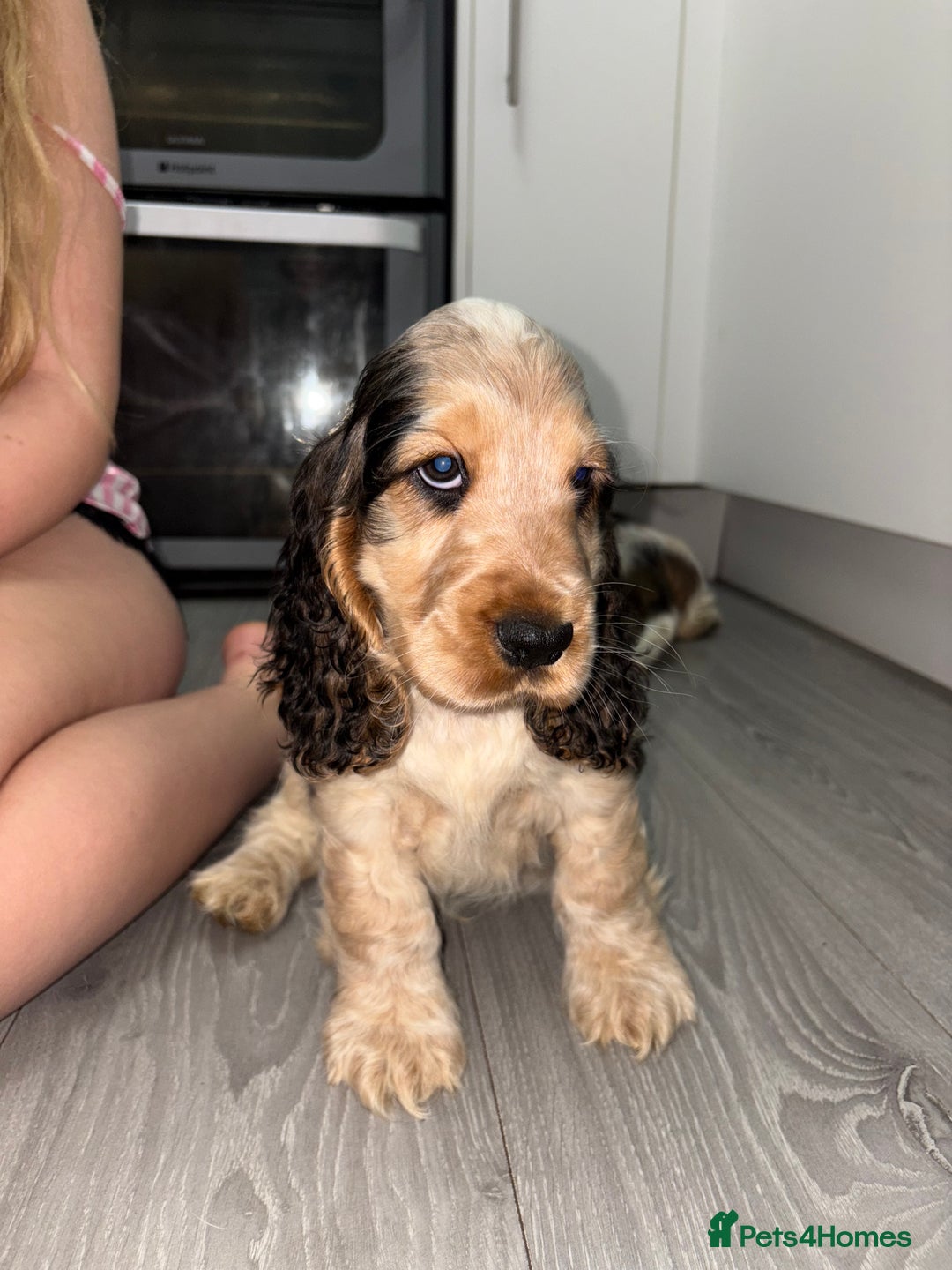 Cocker Spaniel dogs for sale: KC Reg Delightful Show Type Cocker Spaniels - Advert 34
