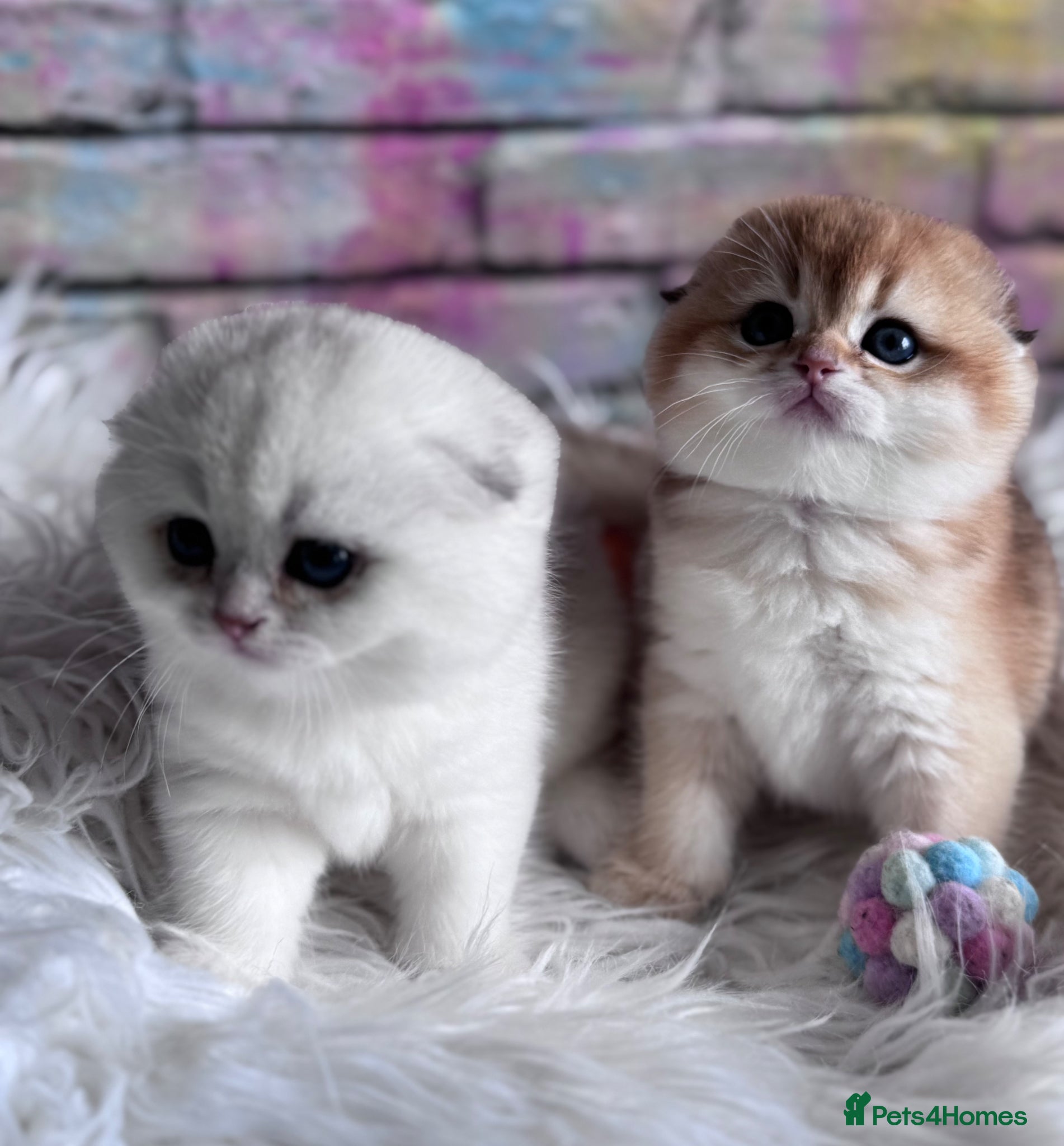 Scottish Fold cats 💎 Beautiful Scottish Fold Girls  - Advert 2