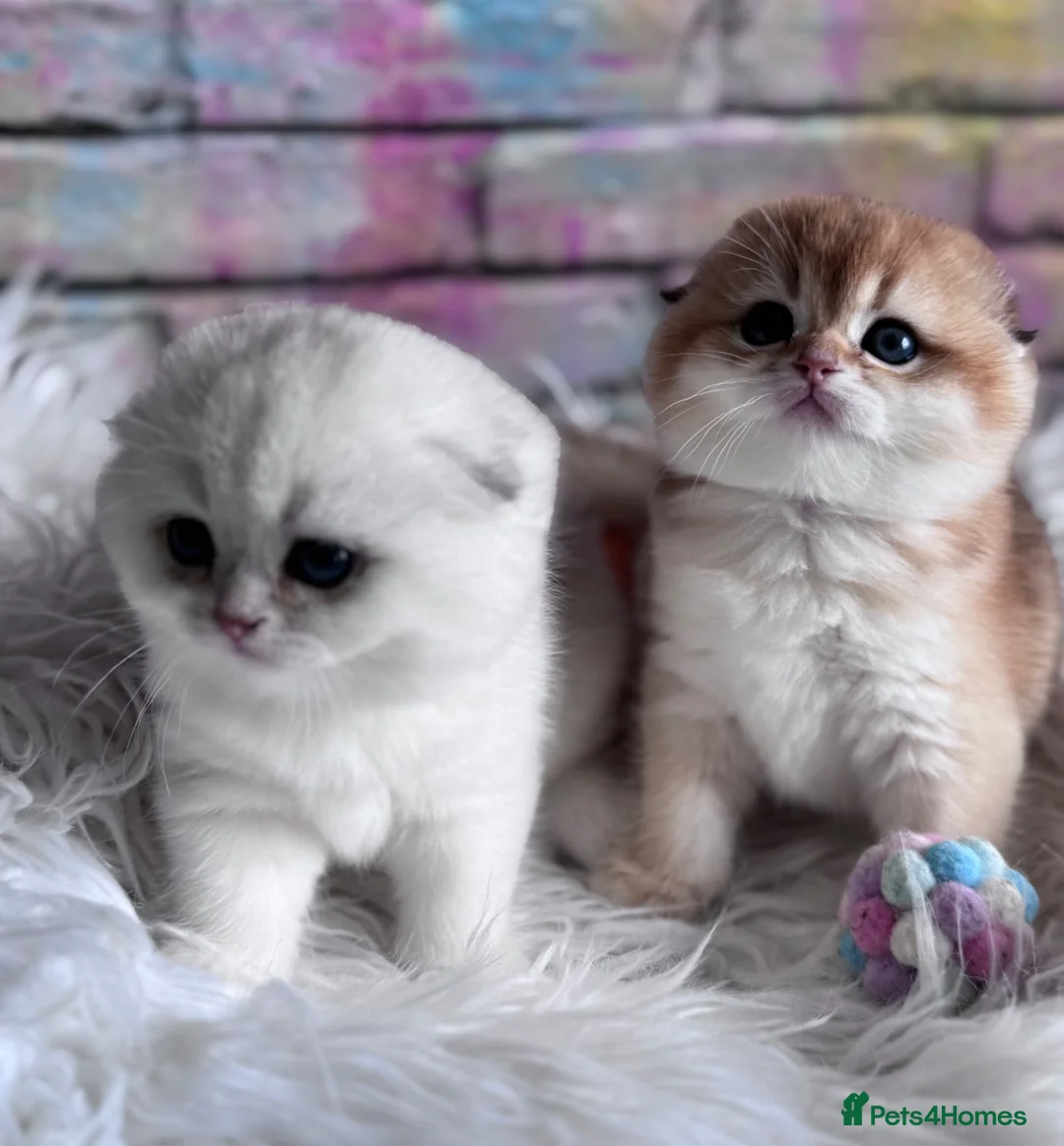 Scottish Fold cats for sale: 💎 Beautiful Scottish Fold Girls  - Advert 1