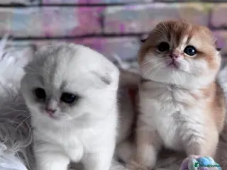 Scottish Fold cats 💎 Beautiful Scottish Fold Girls - Advert 13