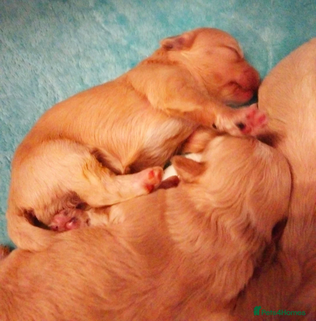 Maltipoo dogs for sale: Stunning F1 Maltpoo's 200+ Health Tests - Advert 4