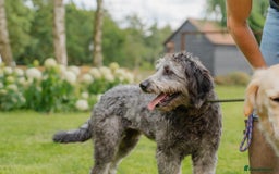 Goldendoodle dogs for sale: 2 year old Standard F1 Goldendoodle  - Image 4