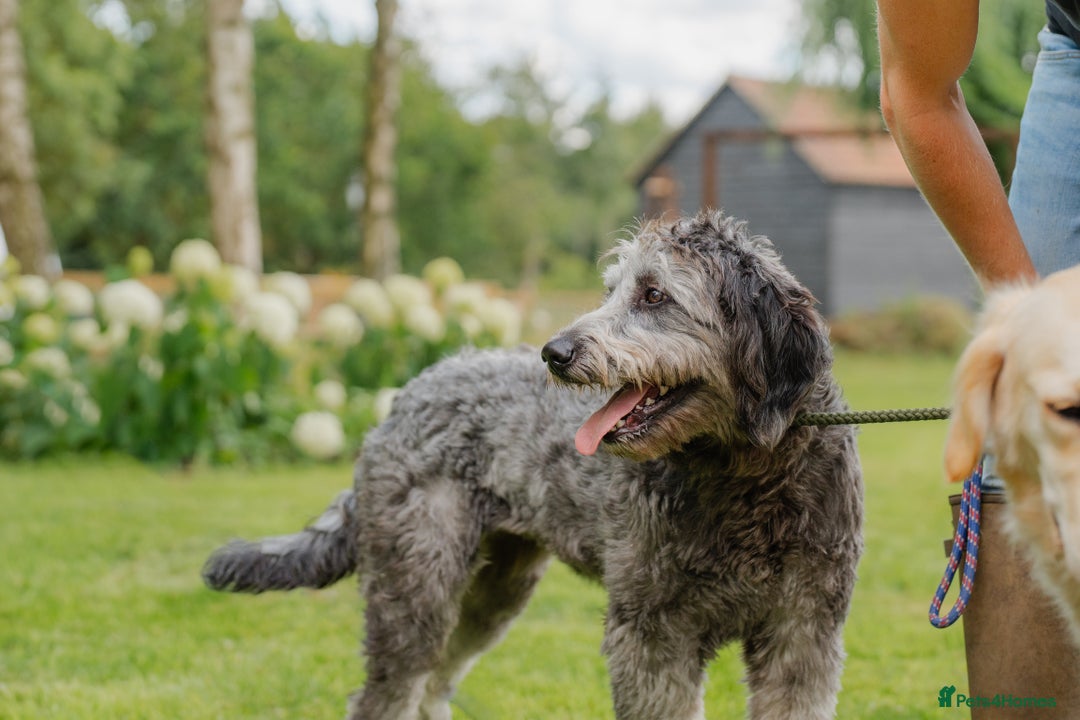 Goldendoodle dogs for sale: 2 year old Standard F1 Goldendoodle  - Image 4