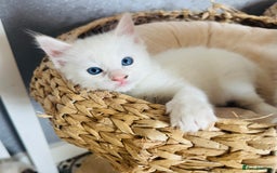 Ragdoll cats for sale: GCCF registered Ragdoll-Red Tabby Boy - Image 9