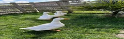 Ducks poultry for sale: 4 Pekin Ducks for Rehoming (3 Female, 1 Male) in Colchester - Advert 8