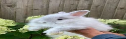 Angora rabbits for sale: Stunning Angora rabbit for sale - Advert 2