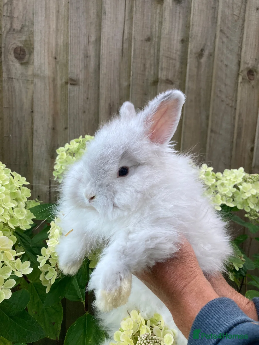 Angora rabbits for sale: Stunning Angora rabbit for sale - Advert 2