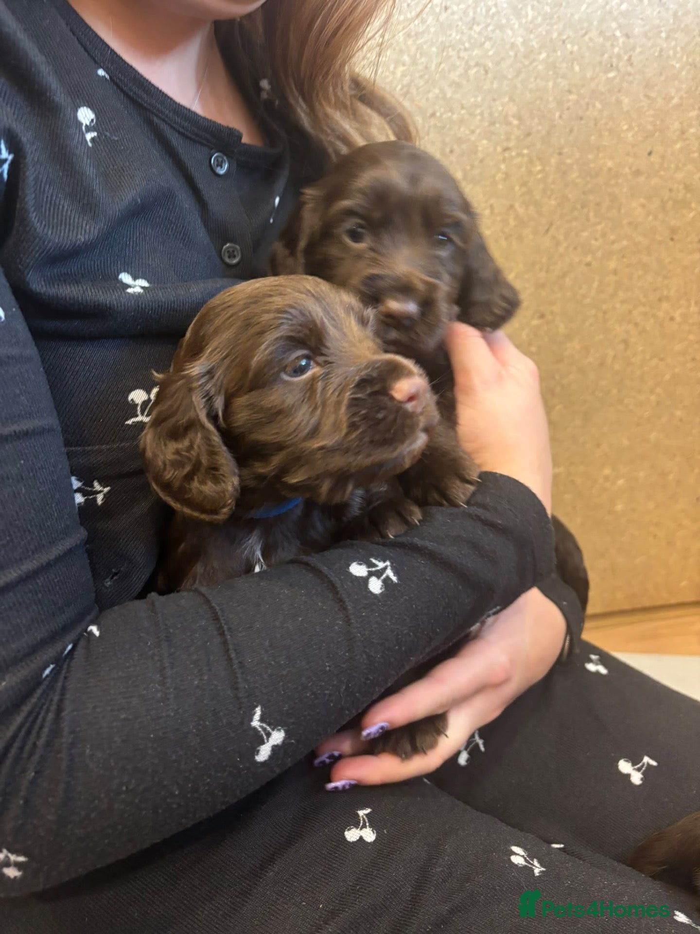 Cocker Spaniel dogs 3 boys and 3 girls Working Cocker Spaniel puppies  - Advert 11