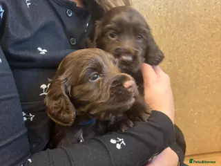 Cocker Spaniel dogs 3 boys and 3 girls Working Cocker Spaniel puppies - Advert 1