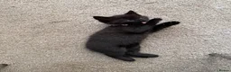 Domestic Shorthair cats for sale: 3 kittens for sale  in Corby - Advert 8