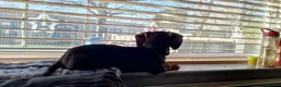 Miniature Dachshund dogs for sale: Miniature dachshund-Peanut- looking for new home - Advert 6